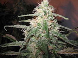 Lowlife Seeds Automatic AK47 x Hindu Kush Regular