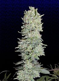 Big Buddha Hindu Cream Feminised