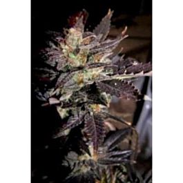 Connoisseur Genetics Seedbank Hippy Private Stash Regular