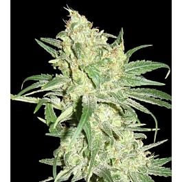 DNA Genetics Limited Collection HitMan OG Regular