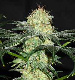 Gage Green Seeds Harlequin Jo Regular