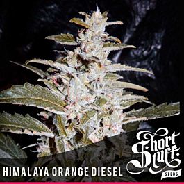 Short Stuff Seeds Himalayan Orange Diesel Auto Feminized