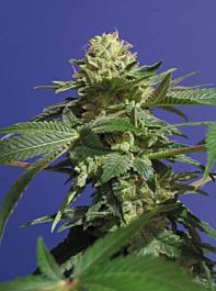 T H Seeds The Hog Regular