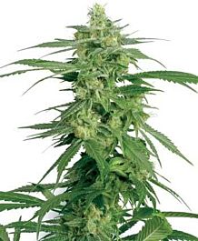 White Label Hollands Hope Regular