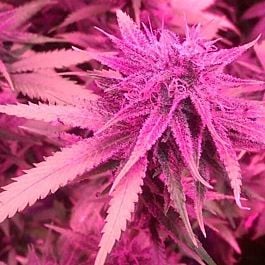 Holy Smoke Seeds Bubblegum Hash Plant Feminized