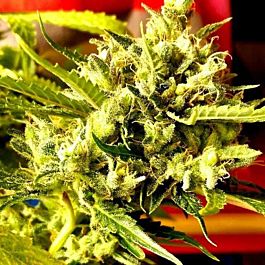 Holy Smoke Seeds Guava Dub Star Regular