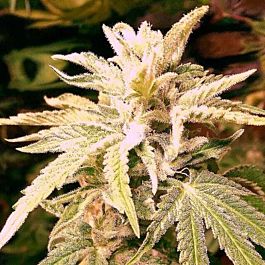 Holy Smoke Seeds Guava Ghost Train Feminized