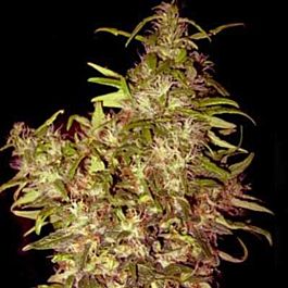 Holy Smoke Seeds Black Honey Haze Regular