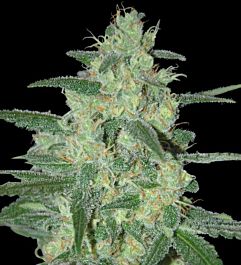 SAMSARA Holy Grail 69 Feminized