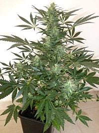 Flash Auto-Flowering Seeds Holy Man Auto Regular