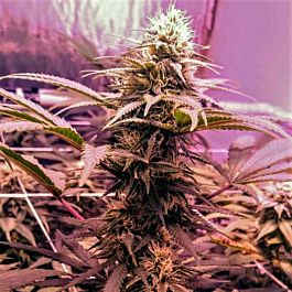 Holy Smoke Seeds Banana Diesel Feminized