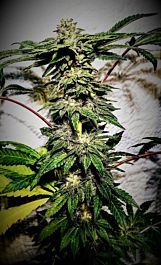 Holy Smoke Seeds Banana Ice Cream Feminized