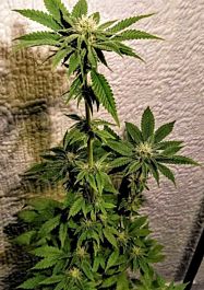 Holy Smoke Seeds Mint Chocolate Bananas Feminized
