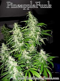Holy Smoke Seeds Pineapple Funk Regular