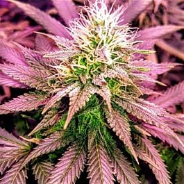 Holy Smoke Seeds Sex Wax Feminized