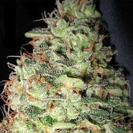 Holy Smoke Seeds Kong Feminised