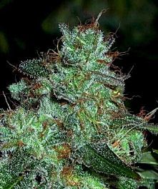 Holy Smoke Seeds Swazi Gold Regular