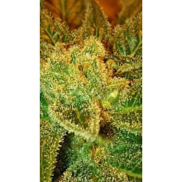Lineage Genetics Holy Bubba Regular