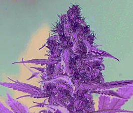 Homegrown Fantaseeds Homegrown CH.1 Auto Feminized