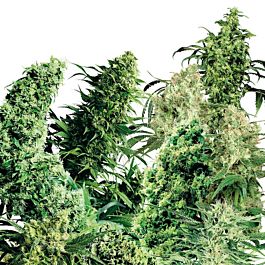 Homegrown Fantaseeds Indoor Mix Regular