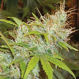 Homegrown Fantaseeds Orange Delight Feminized