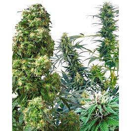 Homegrown Fantaseeds Outdoor Mix Regular
