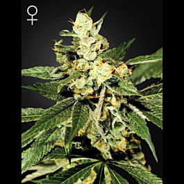 Homegrown Fantaseeds Train Wreck Feminized