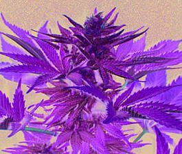Homegrown Fantaseeds Homegrown Lowryder Auto Feminized