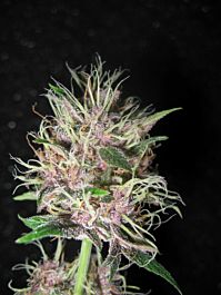 Homegrown Fantaseeds Homegrown Purple Regular