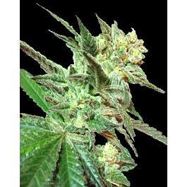 DNA Genetics Limited Collection Honey Boo Boo Regular