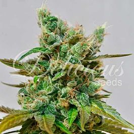 Delicious Honeybells Feminized