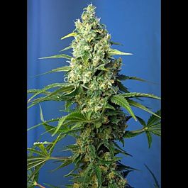Sweet Seeds Honey Peach Auto CBD Feminized