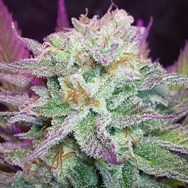 HortiLab StarKush Regular