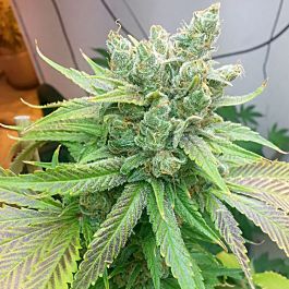 HortiLab Sweet Pink Grapefruit Feminized