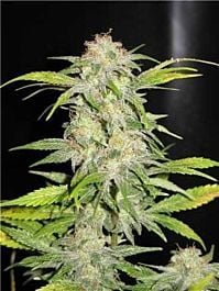 Seedsman Hawaiian Skunk Regular