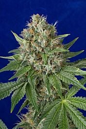 Humboldt Seeds OG Kush Auto Feminised