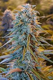 Humboldt Seeds Blue Dream Auto Feminised