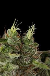 Humboldt Seeds Bubba Kush Auto Feminised