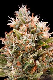 Humboldt Seeds Chemdawg Feminised