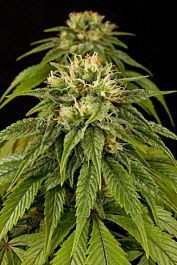 Humboldt Seeds Lemon Juice Express Autoflowering Feminised