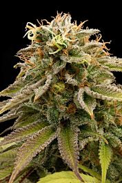 Humboldt Seeds Lemon Thai Kush Regular