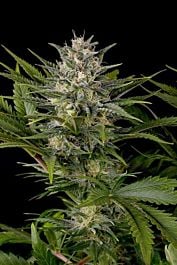Humboldt Seeds Pineapple Skunk Feminised