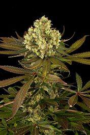 Humboldt Seeds Sour Blueberry Regular