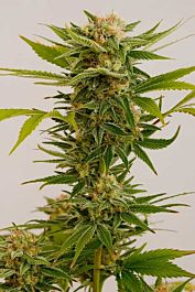 Humboldt Seeds Sour Diesel #2 Feminised