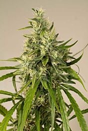 Humboldt Seeds Trainwreck Feminised