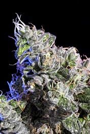 Elemental Seeds Huckleberry Regular