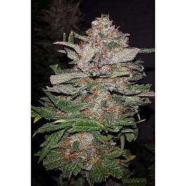 TGA SubCool Genetics Hurkle Regular