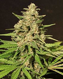 Cream Of the Crop Seeds Hybrid X Feminized