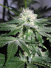 Royal Queen Seeds Ice Feminised