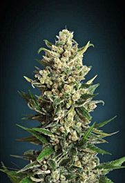 Advanced Seed Banks Ice Kush Feminized